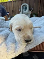 Obi, a male Golden Retriever for sale in San Jose, CA – 3 of 3