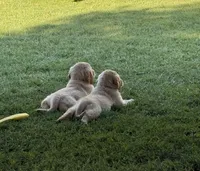 Padme, a female Golden Retriever for sale in San Jose, CA – 3 of 3