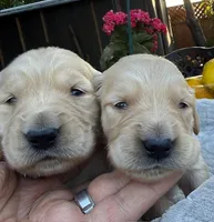 Obi, a male Golden Retriever for sale in San Jose, CA – 2 of 3