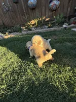 Ray, a male Golden Retriever for sale in San Jose, CA – 3 of 3