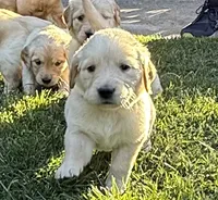 Obi, a male Golden Retriever for sale in San Jose, CA – 3 of 5
