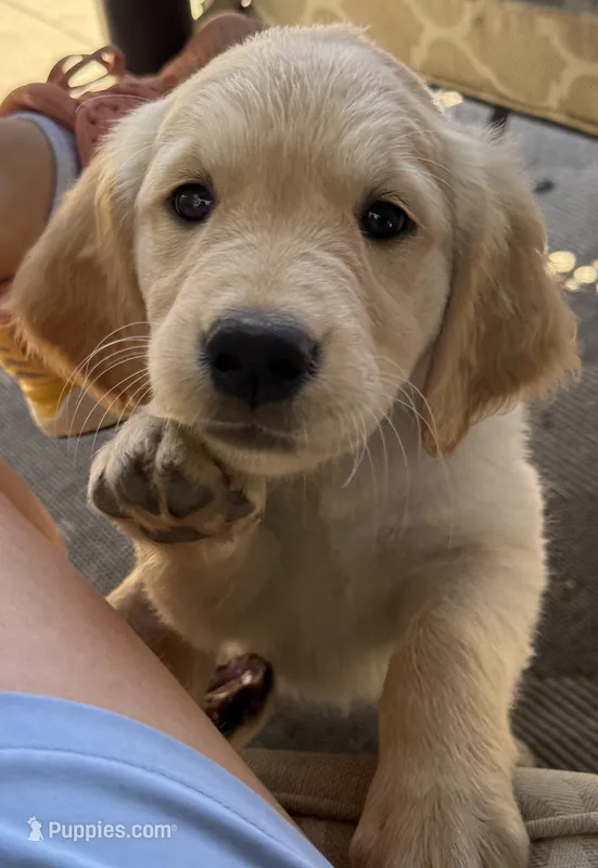 Golden Retriever Pup – Golden Retriever puppy for sale in San Jose, CA