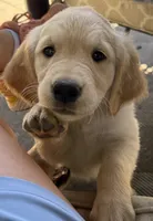 Golden Retriever Pup, a male Golden Retriever for sale in San Jose, CA – 1 of 9