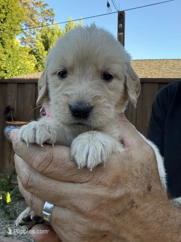 Leia – Golden Retriever puppy for sale in San Jose, CA