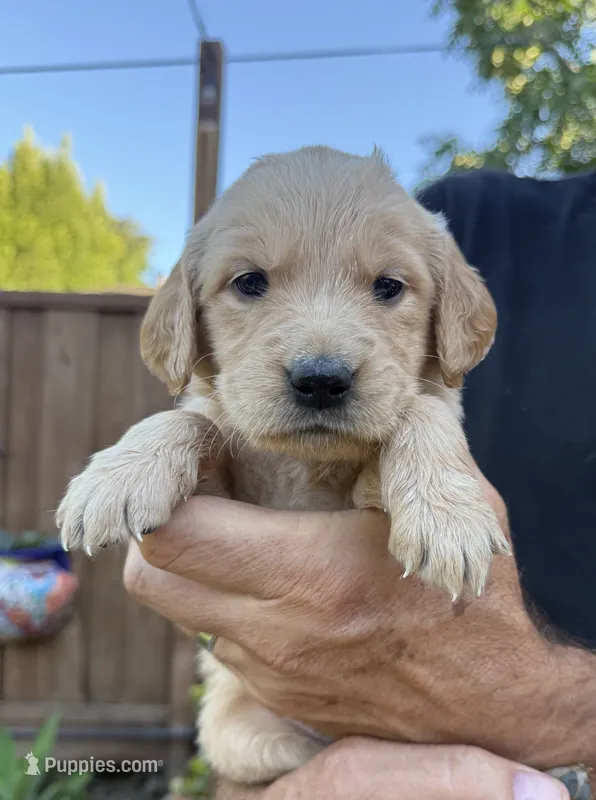 Finny – Golden Retriever puppy for sale in San Jose, CA