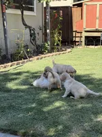 Padme, a female Golden Retriever for sale in San Jose, CA – 2 of 3