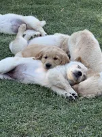 Golden Retriever Pup, a male Golden Retriever for sale in San Jose, CA – 8 of 9