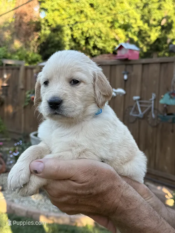 Obi – Golden Retriever puppy for sale in San Jose, CA