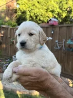 Ray, a male Golden Retriever for sale in San Jose, CA – 1 of 3