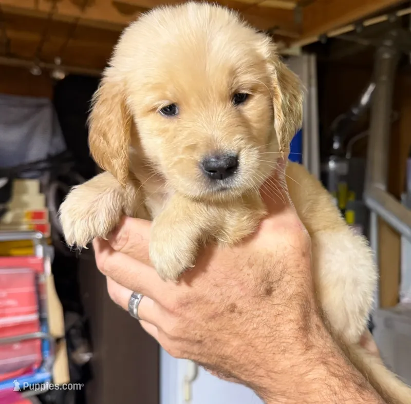 Obi – Golden Retriever puppy for sale in San Jose, CA