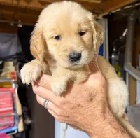 Obi, a male Golden Retriever for sale in San Jose, CA – 1 of 5