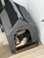 Jah-Niya, a female German Shepherd Dog for sale in Bowie, MD – Photo 5 of 5