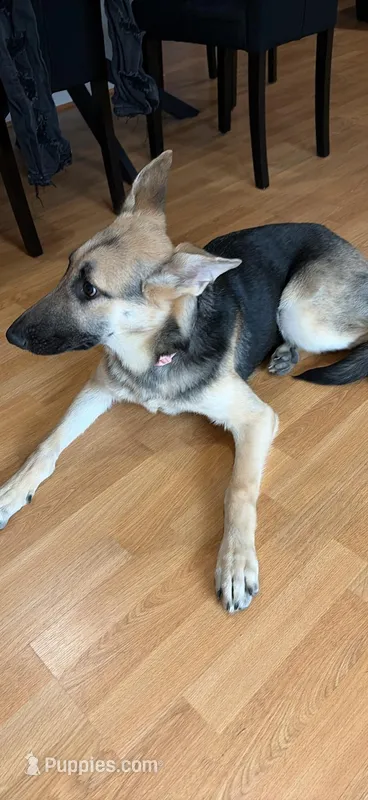 Jah-Niya – German Shepherd Dog puppy for sale in Bowie, MD