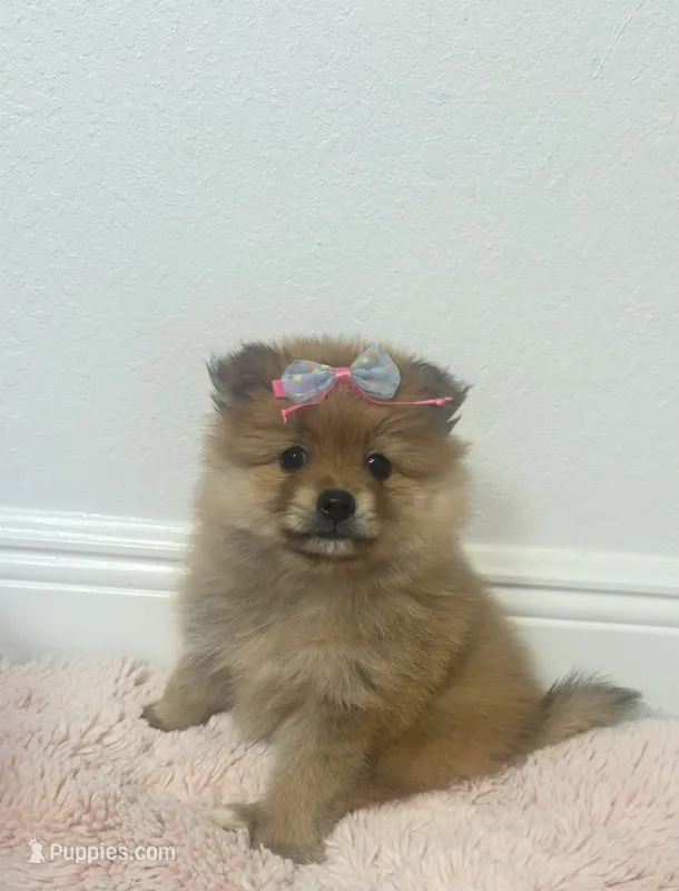 Sussy – Pomeranian puppy for sale in Tampa, FL