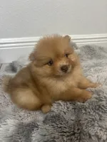 Coco, a male Pomeranian for sale in Tampa, FL – 2 of 5