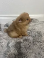 Coco, a male Pomeranian for sale in Tampa, FL – 3 of 5