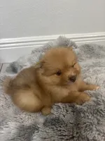 Coco, a male Pomeranian for sale in Tampa, FL – 5 of 5