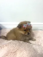 Sussy, a female Pomeranian for sale in Tampa, FL – 5 of 5