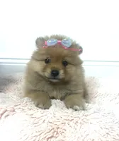Sussy, a female Pomeranian for sale in Tampa, FL – 2 of 5