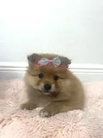 Sussy, a female Pomeranian for sale in Tampa, FL – 4 of 5