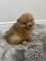 Coco, a male Pomeranian for sale in Tampa, FL – 4 of 5