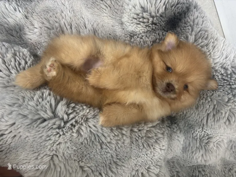 Coco – Pomeranian puppy for sale in Tampa, FL