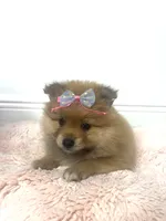 Sussy, a female Pomeranian for sale in Tampa, FL – 3 of 5