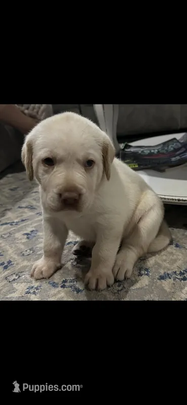 DIRK – Labrador Retriever puppy for sale in Lebanon, KY