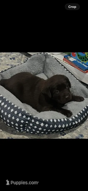 MARGE – Labrador Retriever puppy for sale in Lebanon, KY