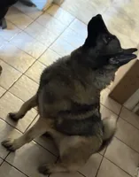 Aryia, a female Norwegian Elkhound for sale in Stroudsburg, PA – Photo 1 of 2