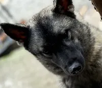 Aryia, a female Norwegian Elkhound for sale in Stroudsburg, PA – Photo 2 of 2