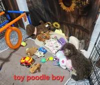 Poodle boy, a male Poodle - Toy  for sale in Valley Head, AL – 3 of 3