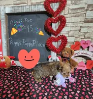Brown malti, a male Maltipoo for sale in Valley Head, AL – Photo 3 of 3