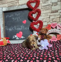 Brown malti, a male Maltipoo for sale in Valley Head, AL – Photo 1 of 3