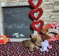 Brown malti, a male Maltipoo for sale in Valley Head, AL – Photo 2 of 3