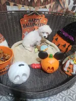 Sweet boy , a male Maltipoo for sale in Valley Head, AL – 3 of 4