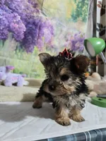 Nala girl , a female Yorkshire Terrier for sale in Valley Head, AL – Photo 2 of 3