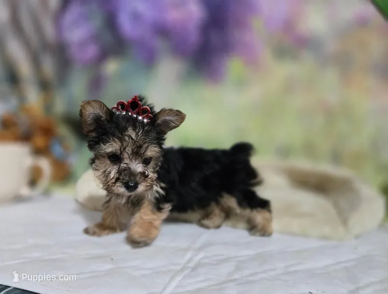Nala girl  – Yorkshire Terrier puppy for sale in Valley Head, AL