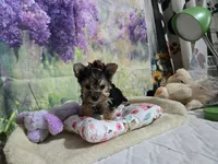 Nala girl , a female Yorkshire Terrier for sale in Valley Head, AL – Photo 3 of 3