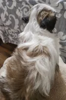Shih-tzu girl #2, a female Shih Tzu for sale in Valley Head, AL – 3 of 3