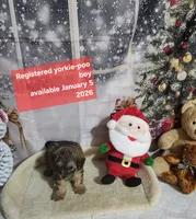 Pepper boy, a male Yorkipoo for sale in Valley Head, AL – Photo 1 of 2