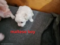 Biscuit , a male Maltese for sale in Valley Head, AL – 2 of 3