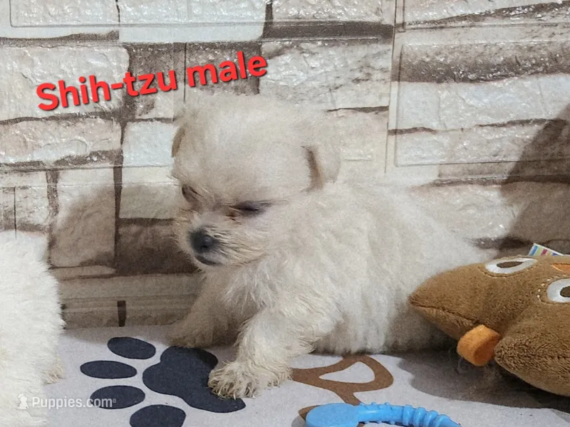 Boy 1  – Shih Tzu puppy for sale in Valley Head, AL