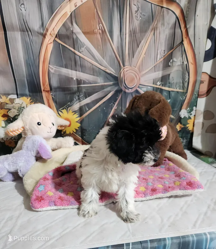 Abby – Schnoodle puppy for sale in Valley Head, AL