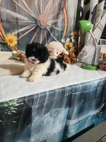 Abby, a female Schnoodle for sale in Valley Head, AL – Photo 3 of 3