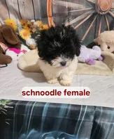 Abby, a female Schnoodle for sale in Valley Head, AL – Photo 2 of 3