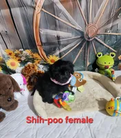 Lily's girl, a female Shihpoo for sale in Valley Head, AL – Photo 3 of 3