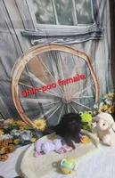 Lily's girl, a female Shihpoo for sale in Valley Head, AL – Photo 1 of 3