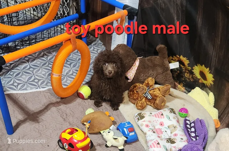 Poodle boy – Poodle - Toy  puppy for sale in Valley Head, AL