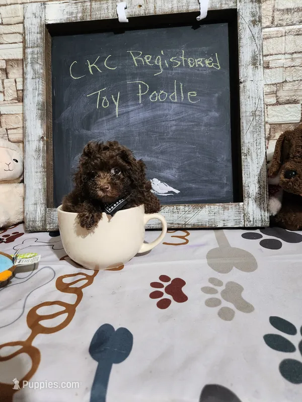 Poodle boy – Poodle - Toy  puppy for sale in Valley Head, AL